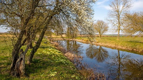 Lyveden's moat in the early spring sun. Nearby trees are begging to blossom as primroses flower below.